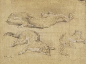 Furetti